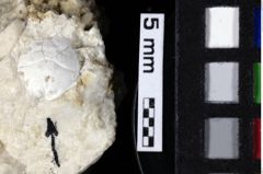 Foto (Detailansicht) von Goniodromites bidentatus (Reuss, 1859) (NHMW-GEO-1990-0041-0181)